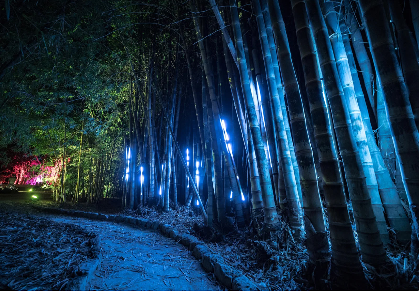 Anima Mundi, bambù illuminato lungo il percorso